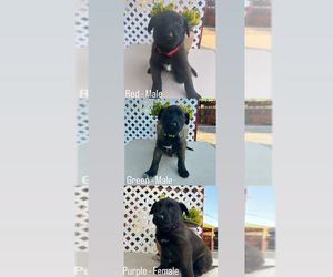 Belgian Malinois Puppy for sale in SAN DIEGO, CA, USA