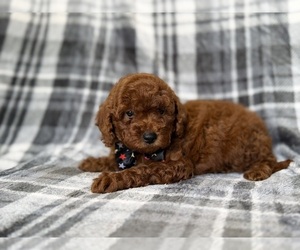 Goldendoodle (Miniature) Puppy for sale in LAKELAND, FL, USA