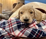 Small Photo #3 Goldendoodle Puppy For Sale in RIVERBANK, CA, USA