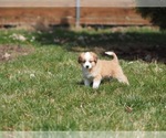 Small Photo #18 Miniature Australian Shepherd Puppy For Sale in ELMHURST, IL, USA