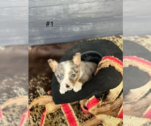 Cowboy Corgi-Miniature Australian Shepherd Mix Puppy for sale in LAKE PLACID, FL, USA