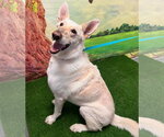 Presley - Female Mutt Dog for Adoption - Small photo
