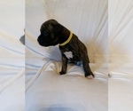 Small Photo #9 Boxer Puppy For Sale in STAMPING GROUND, KY, USA