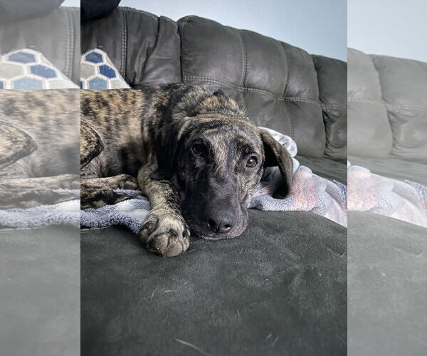 Medium Photo #1 Mutt Puppy For Sale in Rootstown, OH, USA