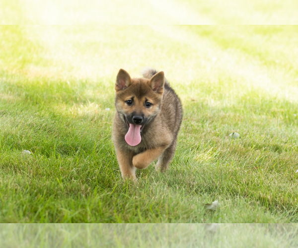 Medium Photo #29 Shiba Inu Puppy For Sale in MILLERSBURG, IN, USA