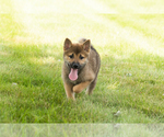 Small #28 Shiba Inu
