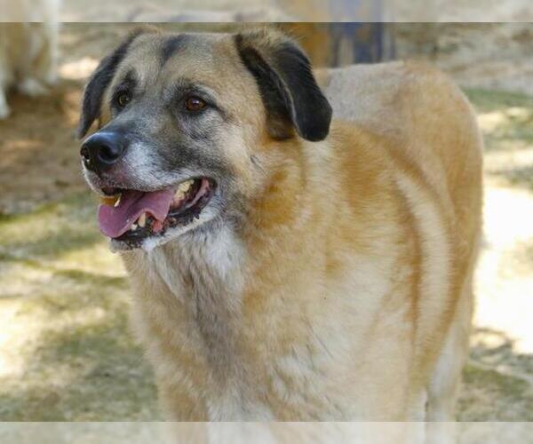 Medium Photo #2 Anatolian Shepherd-Unknown Mix Puppy For Sale in Tallahassee, FL, USA