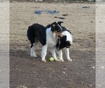 Small Photo #3 Collie Puppy For Sale in KUNA, ID, USA