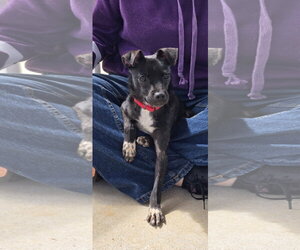 Boston Huahua Dogs for adoption in Rustburg, VA, USA