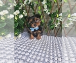 Small #7 Morkie-Yorkshire Terrier Mix