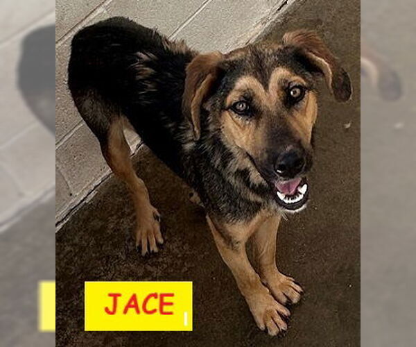 Medium Photo #1 German Shepherd Dog-Unknown Mix Puppy For Sale in Unionville, PA, USA