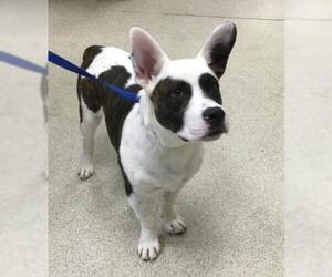 Pembroke Welsh Corgi Dogs for adoption in Riverside, CA, USA
