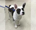 Small Pembroke Welsh Corgi