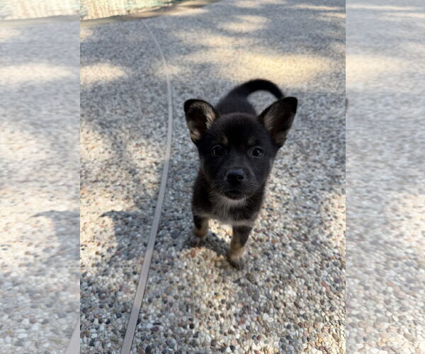 Medium Photo #1 German Shepherd Dog-Unknown Mix Puppy For Sale in The Woodlands, TX, USA