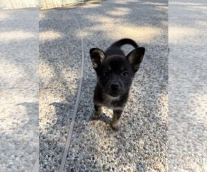 German Shepherd Dog-Unknown Mix Dogs for adoption in The Woodlands, TX, USA