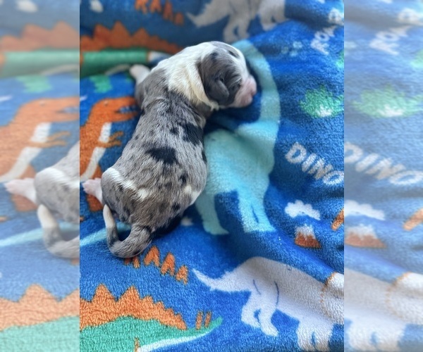 Medium Photo #12 Aussiedoodle-Bernedoodle Mix Puppy For Sale in BELTON, SC, USA