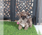 Small #1 Yorkipoo