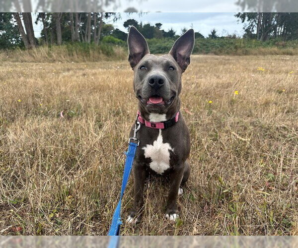 Medium Photo #1 Mutt Puppy For Sale in McKinleyville, CA, USA
