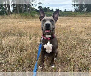 Mutt Dogs for adoption in McKinleyville, CA, USA