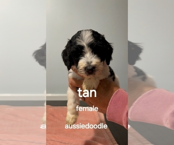 Medium Photo #4 Aussiedoodle Puppy For Sale in DALZELL, SC, USA