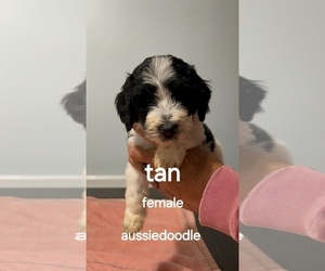 Medium Aussiedoodle