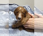 Small Photo #47 Goldendoodle Puppy For Sale in COLLINSVILLE, IL, USA