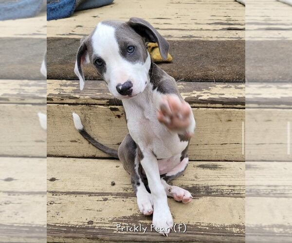 Medium Photo #18 Mutt Puppy For Sale in Wenonah, NJ, USA