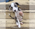 Small Photo #18 Mutt Puppy For Sale in Wenonah, NJ, USA