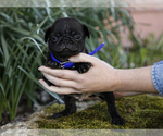 Small Photo #4 Jug-Pug Mix Puppy For Sale in LIBERTY, KY, USA