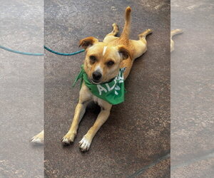 Ace Hardware (Ace) - Male Chihuahua-Unknown Mix Dog for Adoption - Photo #6