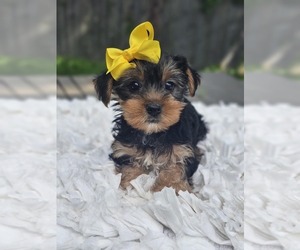 Yorkshire Terrier Puppy for sale in INDIANAPOLIS, IN, USA