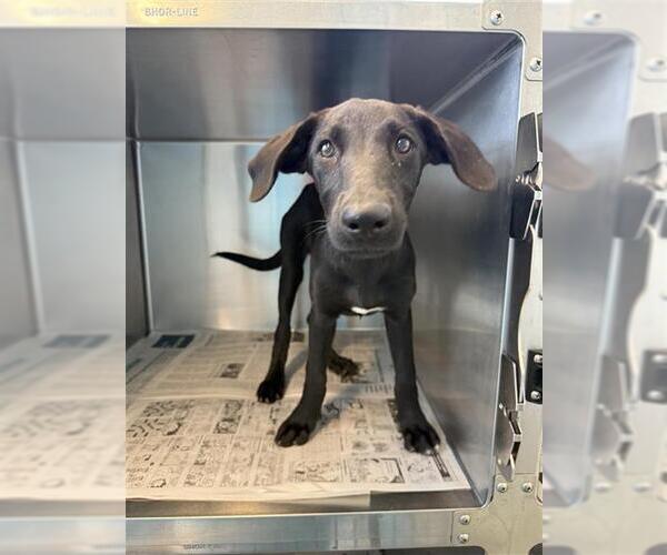 Medium Photo #1 Labrador Retriever-Unknown Mix Puppy For Sale in San Antonio, TX, USA