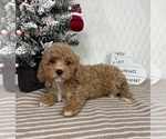 Small Photo #3 Cavapoo (Miniature) Puppy For Sale in GREENFIELD, IN, USA