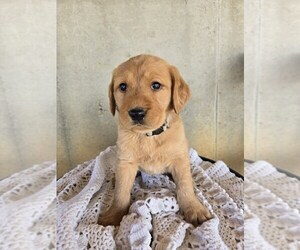Labradoodle Puppy for sale in WILLIAMSTOWN, KY, USA