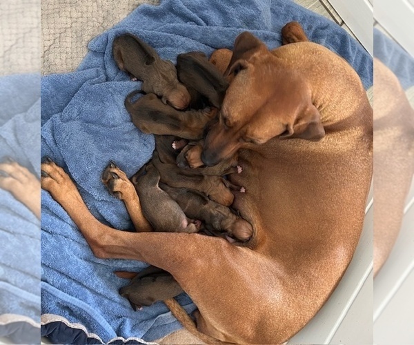 Medium Photo #1 Rhodesian Ridgeback Puppy For Sale in FAIRPLAY, CO, USA