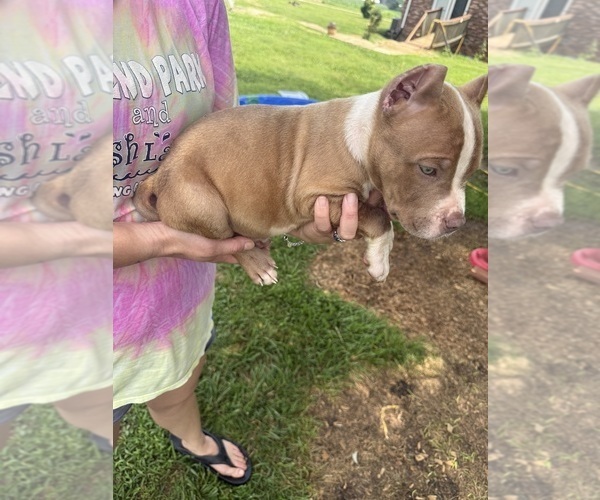 Medium Photo #3 American Bully Puppy For Sale in RUSSELLVILLE, KY, USA