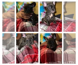 French Bulldog Puppy for sale in DALLAS, NC, USA