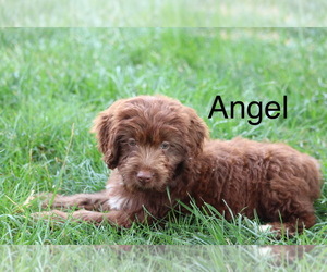 Miniature Labradoodle Puppy for sale in MANHEIM, PA, USA
