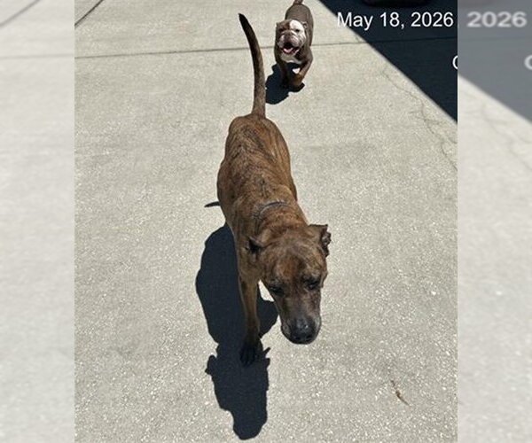 Medium Photo #1 Boxer-Unknown Mix Puppy For Sale in Ocala, FL, USA