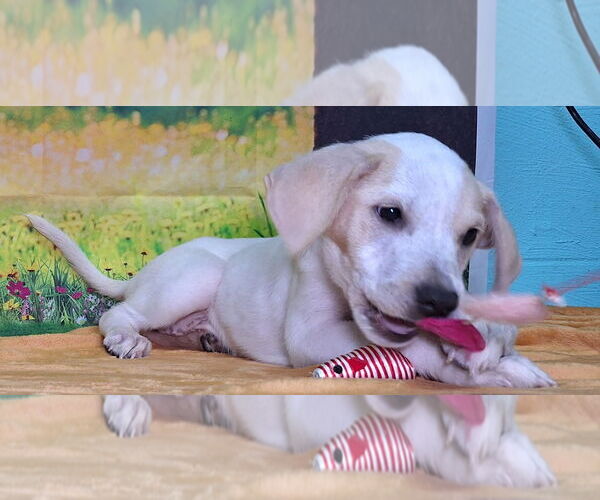 Medium Photo #3 Labrador Retriever-Unknown Mix Puppy For Sale in Wetumpka, AL, USA