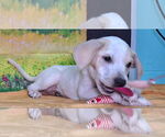 Small #2 Labrador Retriever Mix