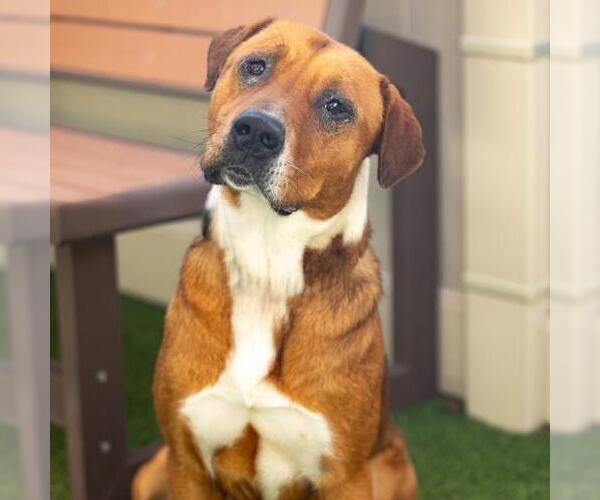 Medium Photo #1 Mutt Puppy For Sale in Camarillo, CA, USA