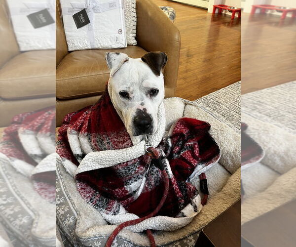 Medium Photo #14 Dogo Argentino-Labrador Retriever Mix Puppy For Sale in Brewster, NY, USA