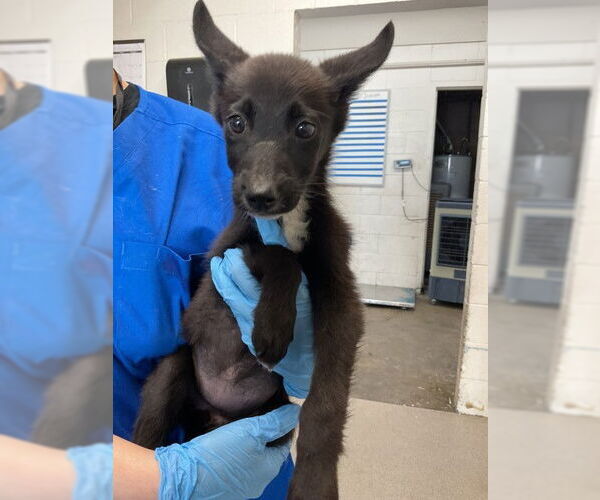 Medium Photo #1 German Shepherd Dog-Unknown Mix Puppy For Sale in San Bernardino, CA, USA