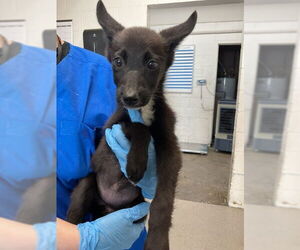 German Shepherd Dog-Unknown Mix Dogs for adoption in San Bernardino, CA, USA