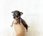 Small #2 Chihuahua
