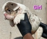 Small Photo #3 English Bulldog Puppy For Sale in MINNEAPOLIS, MN, USA