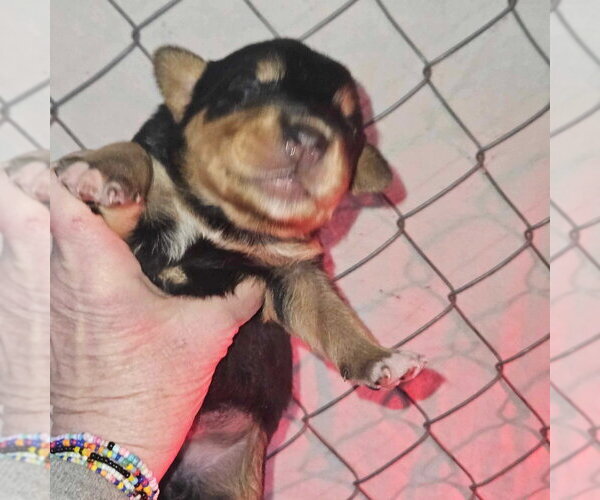 Medium Photo #4 German Shepherd Dog-Unknown Mix Puppy For Sale in Aurora, IN, USA