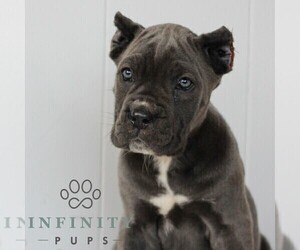 Cane Corso Puppy for sale in HONEY BROOK, PA, USA