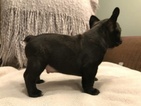 Small Photo #2 French Bulldog Puppy For Sale in OCALA, FL, USA
